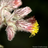 <i>Blumea crinita</i>  Arn.